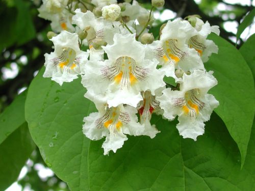Catalpa (Catalpa speciosa)