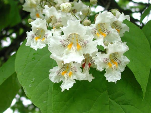 Catalpa (Catalpa speciosa)