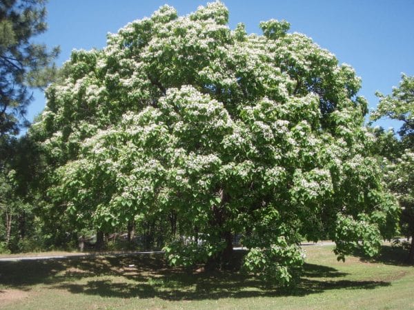 Catalpa (Catalpa speciosa) - Image 3