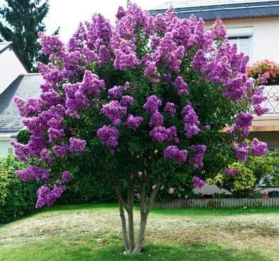 Catawba Crape Myrtle