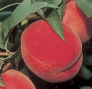 Peach Standard, China Pearl