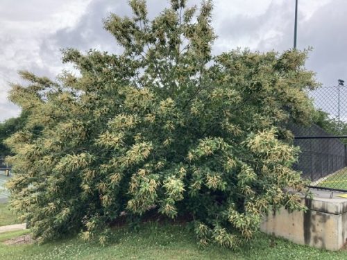 Chinquapin, Allegheny (Castanea pumila)