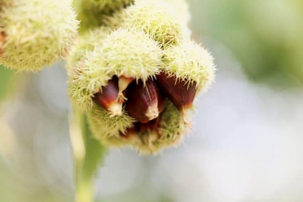 Chinquapin, Allegheny (Castanea pumila) - Image 2