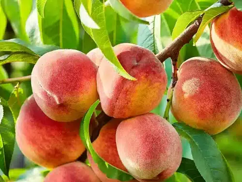 Peach Standard, Contender