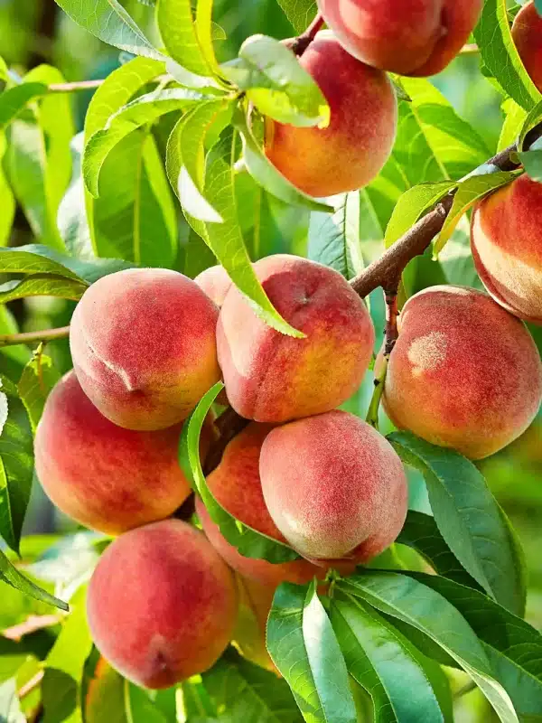 Peach Standard, Contender