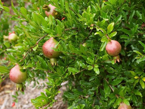 Pomegranate, Dwarf Everbearing