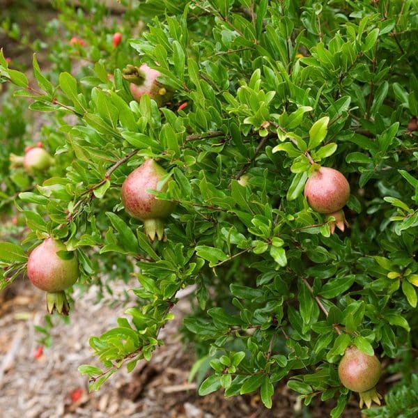 Pomegranate, Dwarf Everbearing