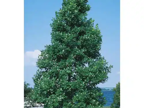 East Palatka Holly