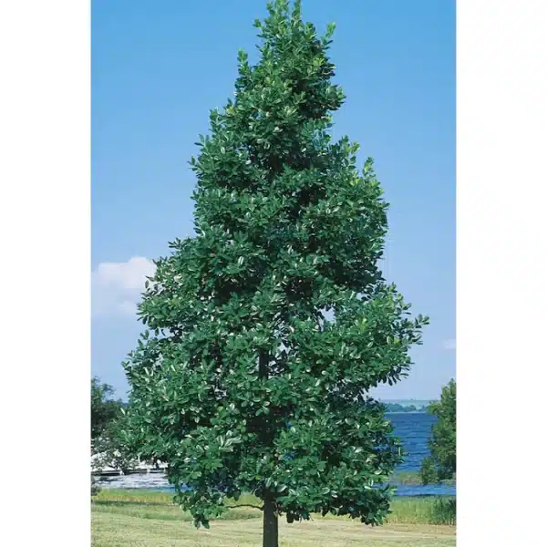 East Palatka Holly