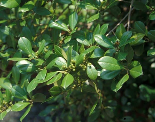 East Palatka Holly - Image 2