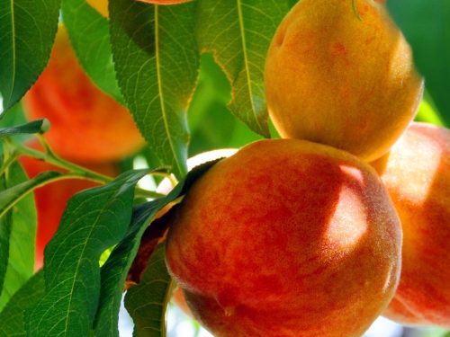 Peach Standard, Hale Haven