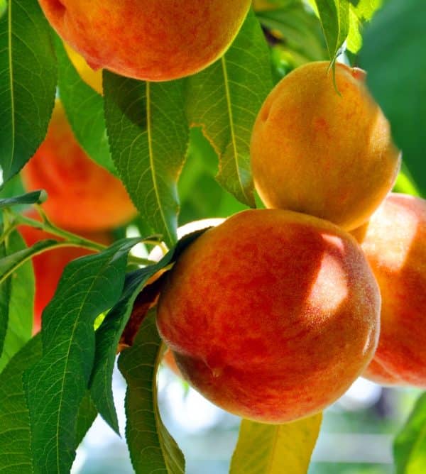 Peach Standard, Hale Haven