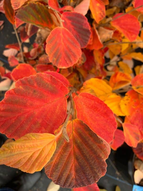 Witchhazel, Vernal (Hamamelis vernalis) - Image 2