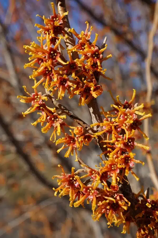 Witchhazel, Vernal (Hamamelis vernalis) - Image 3