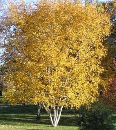 Heritage River Birch (Betula nigra 'Heritage') - Image 2