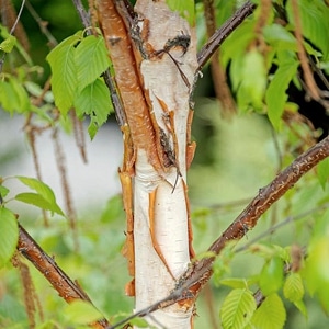 Heritage River Birch (Betula nigra 'Heritage')