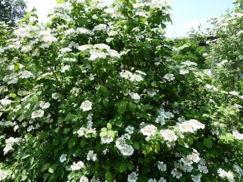Viburnum, Highbush Cranberry (Viburnum opulus var. americanum)