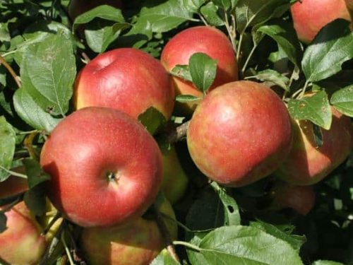 Apple Standard, Honey Crisp