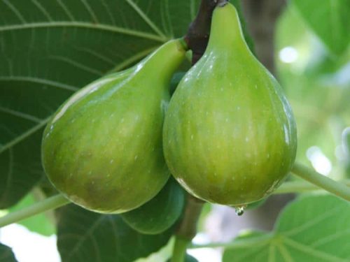 Fig, Italian Honey
