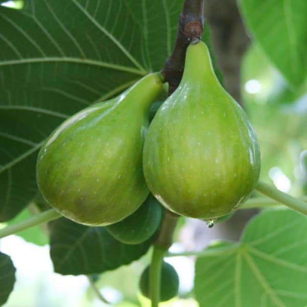 Fig, Italian Honey
