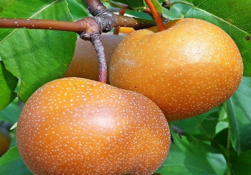 Pear Standard, Korean Giant (Asian)