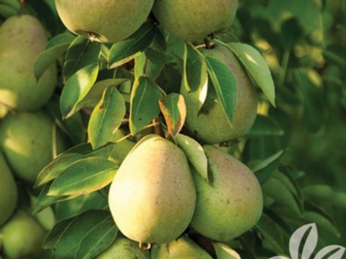 Pear Standard, Le Conte