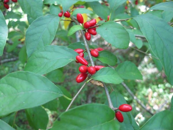 SPICEBUSH (Lindera benzoin) - Image 2