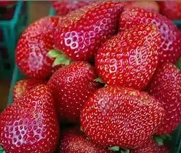 Strawberry, Malwina