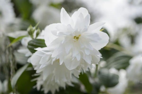 Mock Orange, Minnesota Snowflake (Philadelphus x virginalis 'Minnesota Snowflake') - Image 2