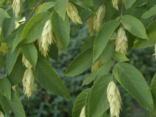 Hophornbeam, American (Ostrya virginiana)