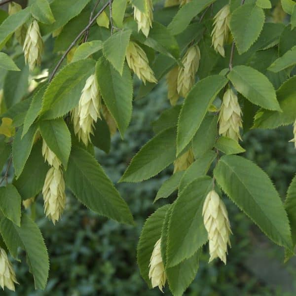 Hophornbeam, American (Ostrya virginiana)