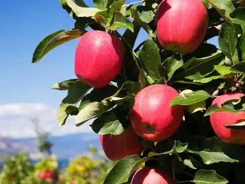 Apple Dwarf, Pink Lady