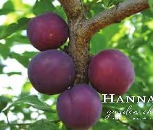 Plum, Standard, AU Producer