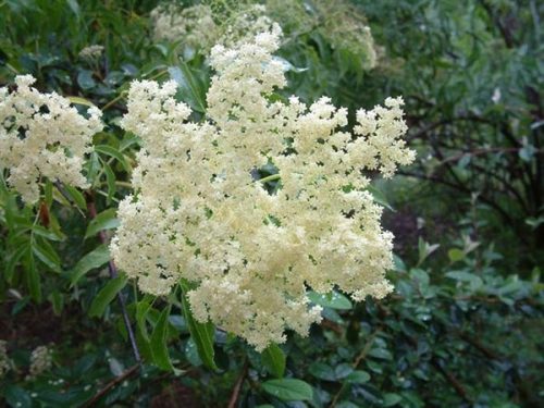 Elderberry