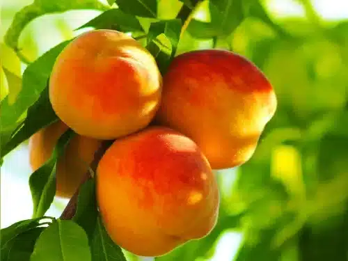 Peach Standard, Reliance