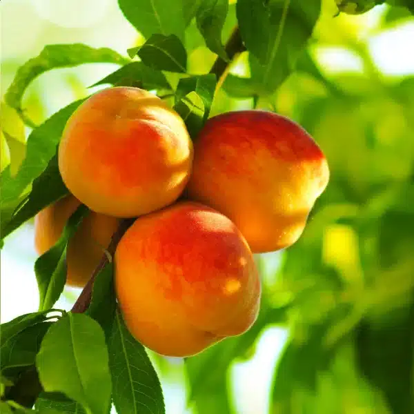 Peach Standard, Reliance