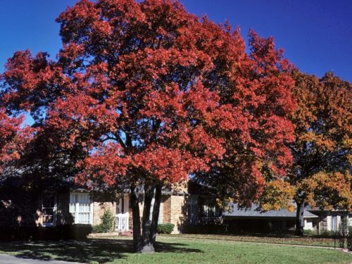 Shumard Oak (Quercus shumardii)