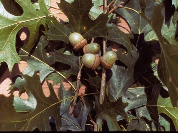Shumard Oak (Quercus shumardii) - Image 2