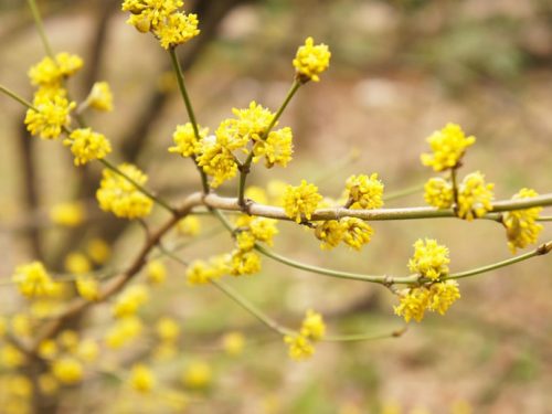 SPICEBUSH (Lindera benzoin)