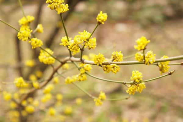 SPICEBUSH (Lindera benzoin)