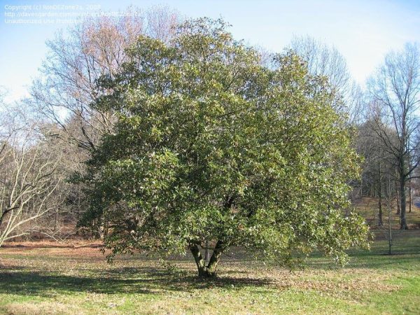 Magnolia, Sweet Bay (Magnolia virginiana var. australis) - Image 2