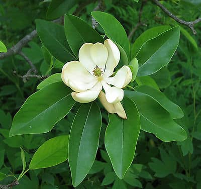 Magnolia, Sweet Bay (Magnolia virginiana var. australis)