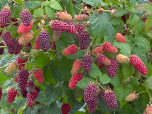 Tayberry