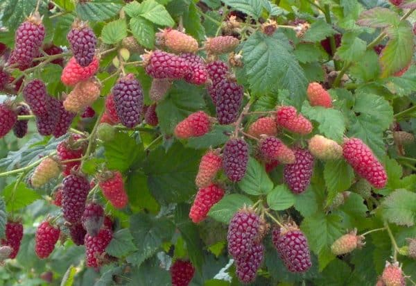 Tayberry