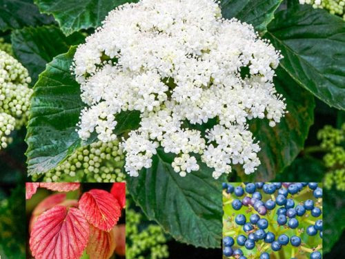 Viburnum , Arrowwood (Viburnum dentatum)