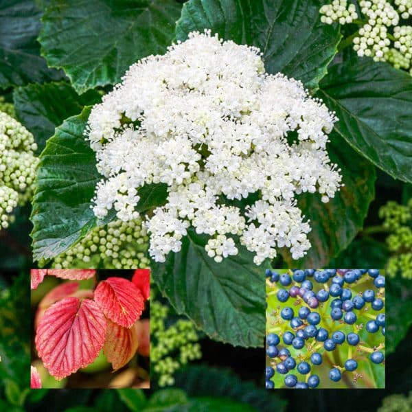 Viburnum , Arrowwood (Viburnum dentatum)