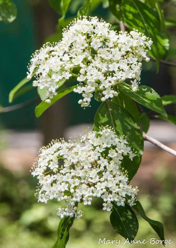 Viburnum, Black Haw (Viburnum prunifolium) - Image 2