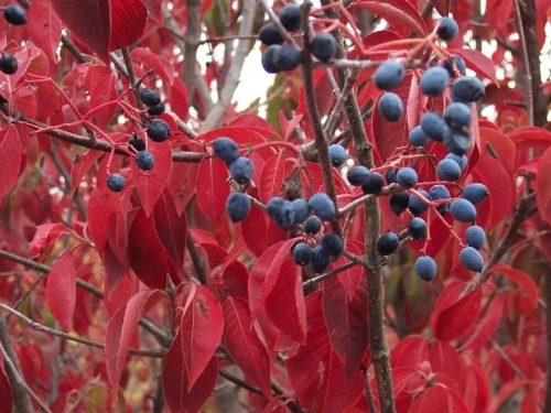 Viburnum, Black Haw (Viburnum prunifolium)
