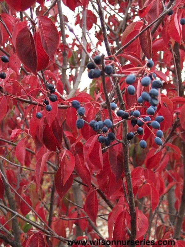 Viburnum, Black Haw (Viburnum prunifolium)