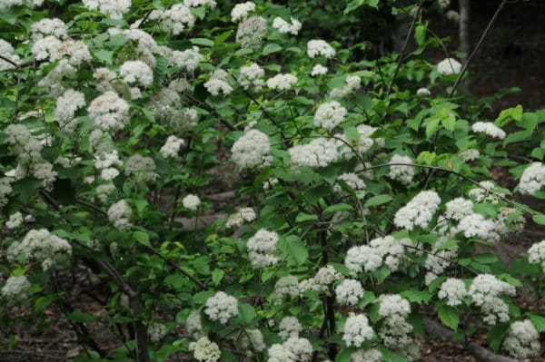 Viburnum , Arrowwood (Viburnum dentatum) - Image 2